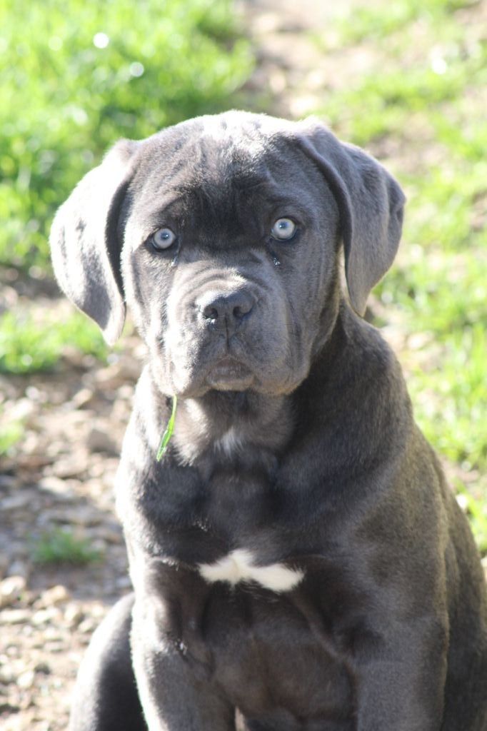 Caniland S Dream Canilandsdream Twitter