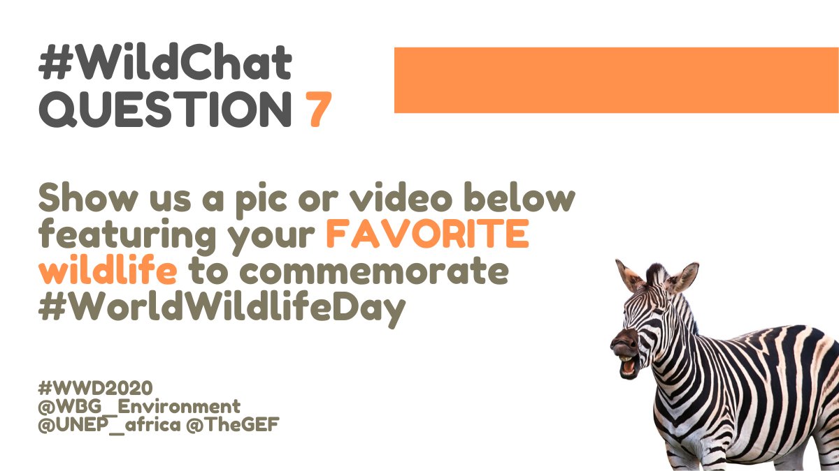 WBG_Environment's tweet photo. #WildChat Q7
Show us a pic or video below featuring your FAVORITE wildlife to commemorate #WorldWildlifeDay #WWD2020 @UNEP_africa @TheGEF @WildAid https://t.co/OQnq1ukOcb