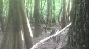 CryptidDaily's tweet image. 3/2/2020: The Lizard Man of Scrape Ore Swamp has eluded researchers for many years. Could this be the beast itself?