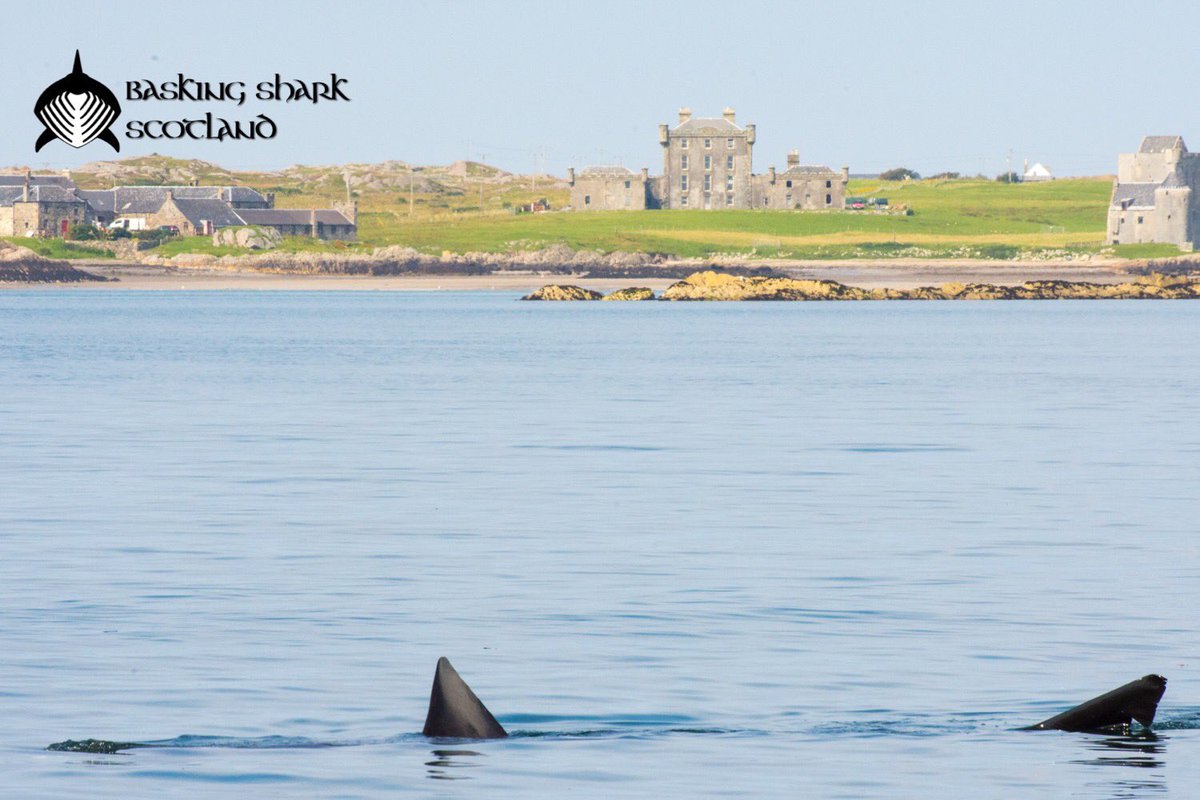 BaskingSharkScotland tweet media