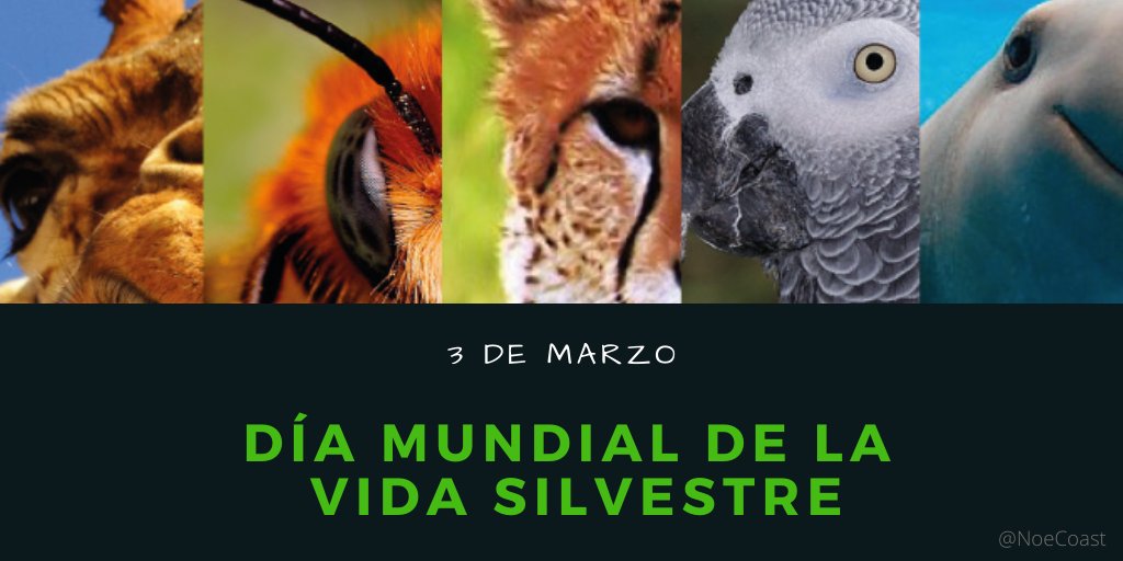 NoeCoast's tweet photo. El #DíaDeLaVidaSilvestre es una fecha clave para tomar conciencia sobre nuestras acciones y efectos sobre las especies. 🐼🐨🐯🦁🦍🦓
#DíaDeLaNaturaleza  
#WorldWildlifeDay https://t.co/ydHhClzkoA