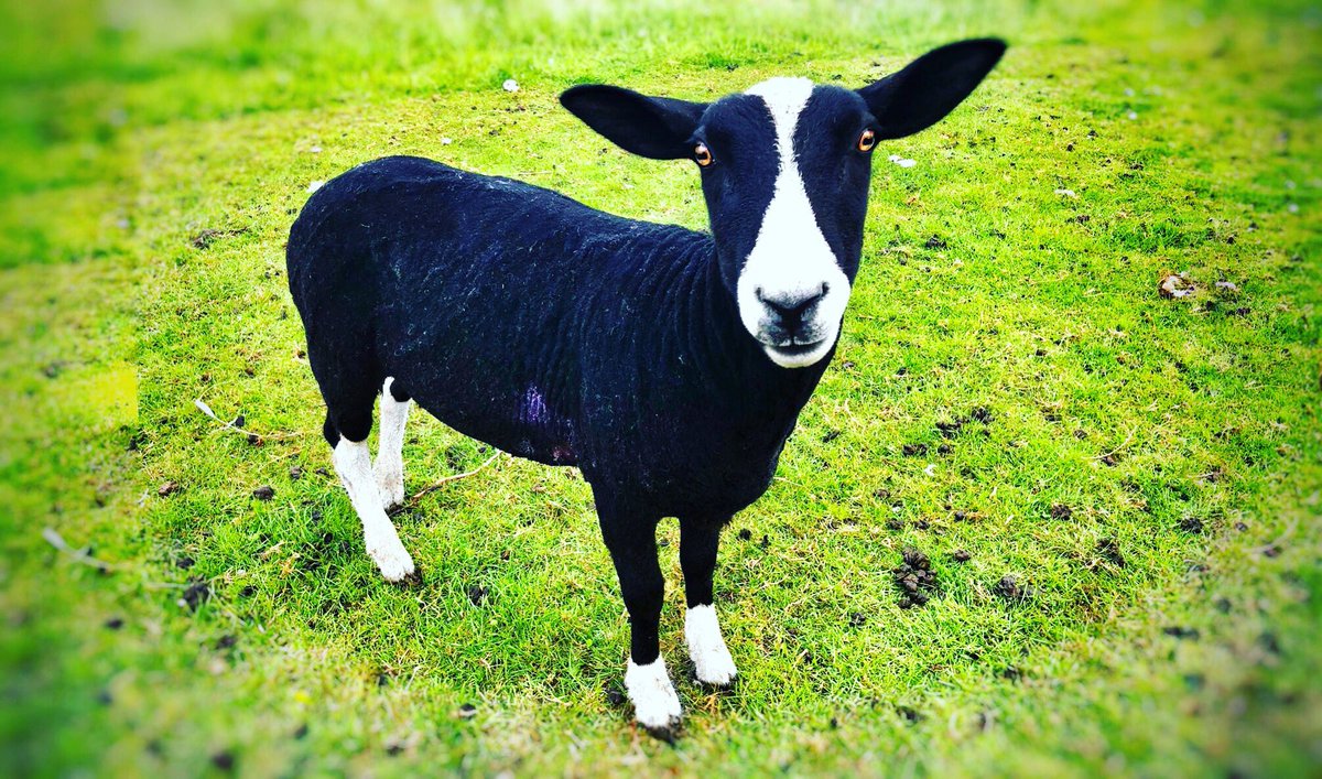 AnimalGoatacre's tweet photo. Valentino - His mummy was poorly and he didn’t get the vital feed as soon as he was born. Touch and go for many months but through hand feeds, warm beds and LOADS of kisses. He is a healthy, independent young man and now a full time family member 😍 #sheep #love #vegan #sanctuary https://t.co/fSbbXsneNn