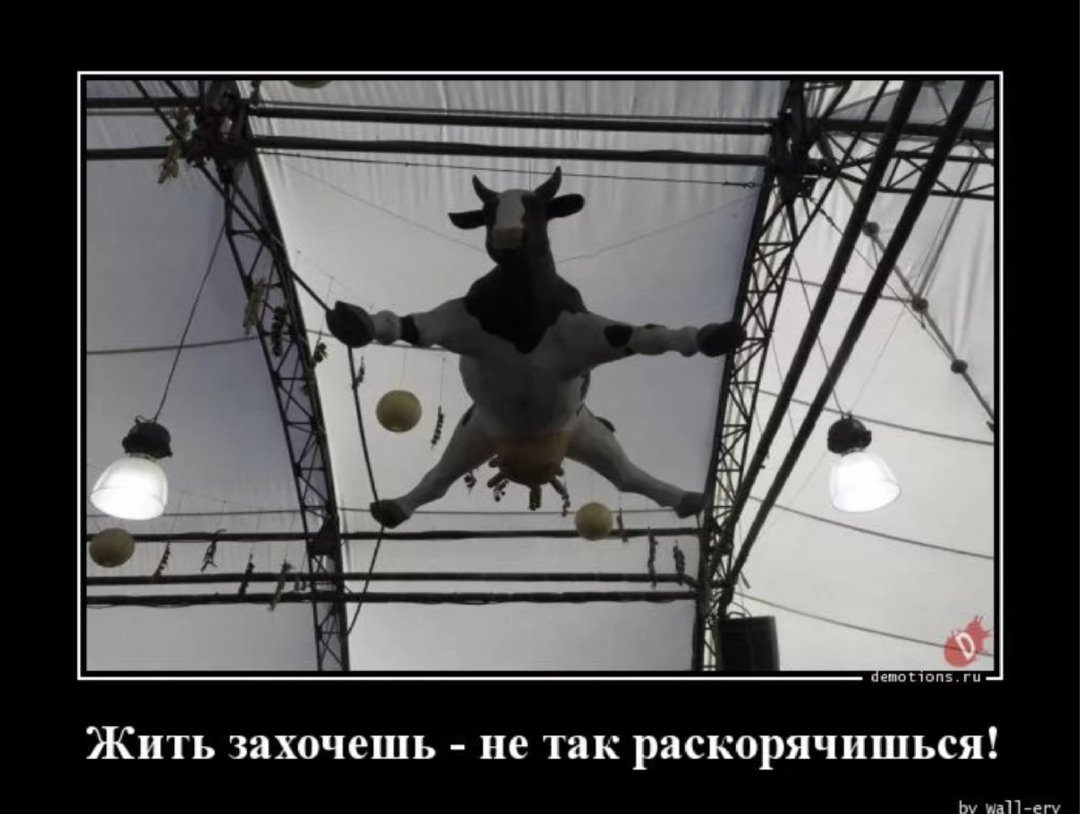 Заставляемый захочешь. Жить захочешь не так раскорячишься. жизнь заставит не так раскорячишься. корова жить захочешь не так раскорячишься. жить захочешь не так.