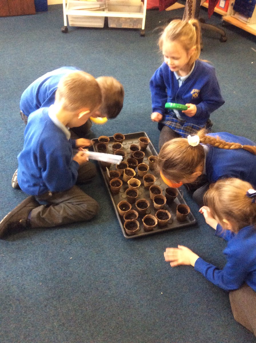 Duxbury_Class's tweet photo. We have been observing  how our seeds are germinating in science today #greenfingers #year1science #observation 🌻🍃 https://t.co/vKkXCtZb76