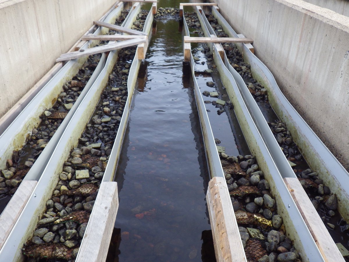 r_sarremejane's tweet photo. Congrats to @AmelAqua for leading this paper exploring the effect of drought on boreal stream ecosystems @GlobalChangeBio... remembering those days when we were running experiments under the northern lights😊. Have a look: https://t.co/1Il4iBufBF https://t.co/OxcZ2ZUlr3