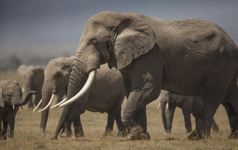 WildAid's tweet photo. In Tanzania, tourism accounts for 17% of the countryβs GDP most of which is driven by the countryβs wildlife-rich parks like the Serengeti, Tarangire, Lake Manyara, and the Ngorongoro Crater #WorldWildlifeDay #WildChat https://t.co/1lbZW1ScJp