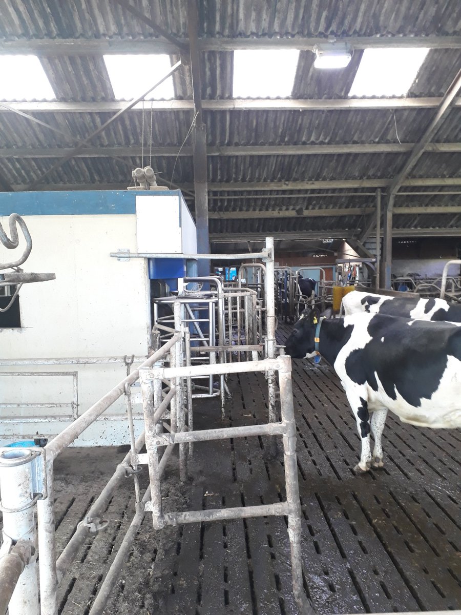 Simon_de_Haan's tweet photo. De #Cuddlebox voor vaarzen om de #VMS te leren! Aparte ruimte in de wachtruimte met split entry, vaarzen kunnen ongestoord zelf robot in lopen! https://t.co/e9TpBjAndL