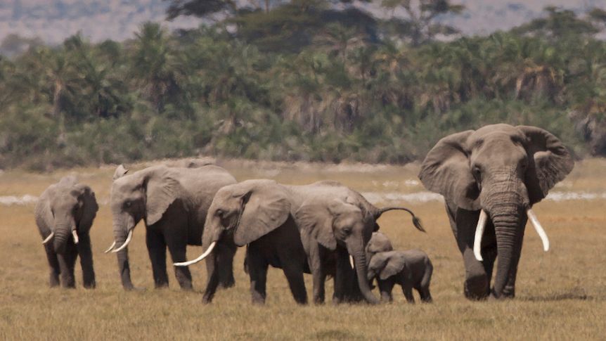 WildAid's tweet photo. Thank you everyone for a lively chat! It was good to see old friends and make some new ones! A special thank you to @TheGEP @UNEP_africa and @WBG_Environment for co-hosting! #wildchat #WWD2020 https://t.co/5qPJhBTzVq