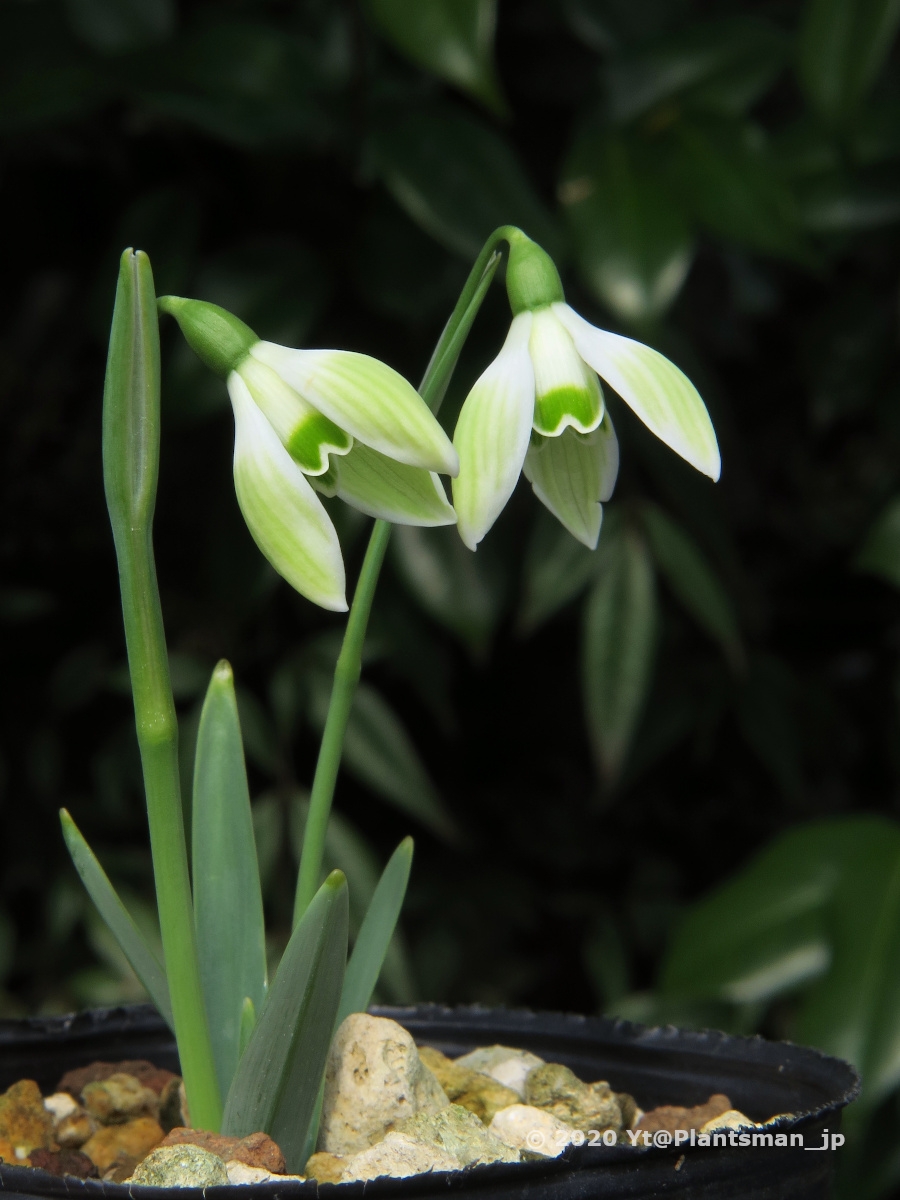 Yt No Twitter Galanthus Galanthus Cowhouse Green ガランツス スノードロップ Snowdrops Bulbs 球根 球根植物 Flowers 花 植物 園芸