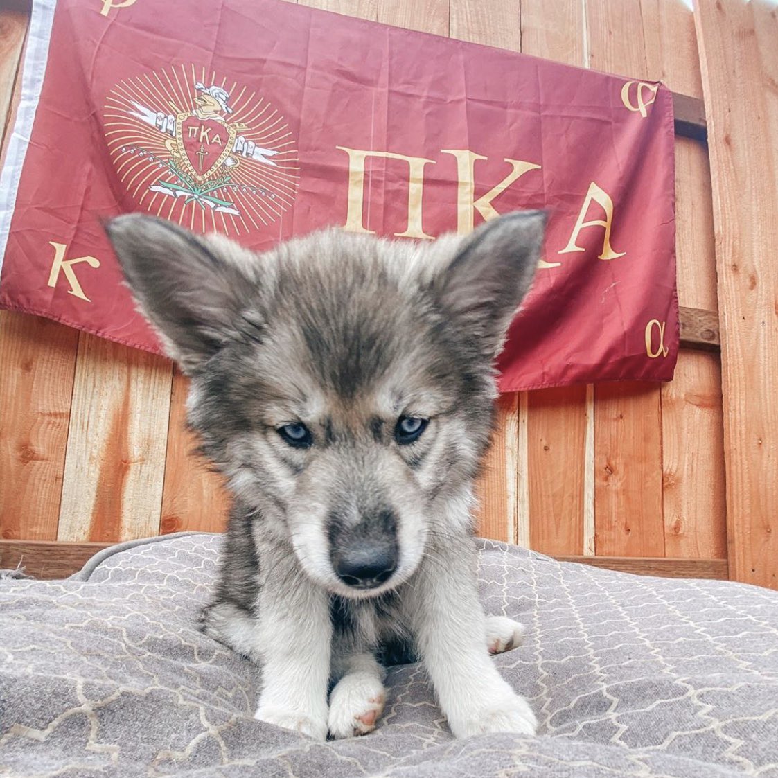 PiKappaAlpha's tweet photo. You need more #PIKEPups in your life. Meet Knight! 🐾 https://t.co/QY51A3keB4