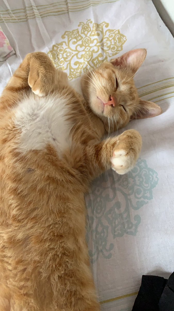 manazé 🇾🇪🏎️ 🏈 tweet media