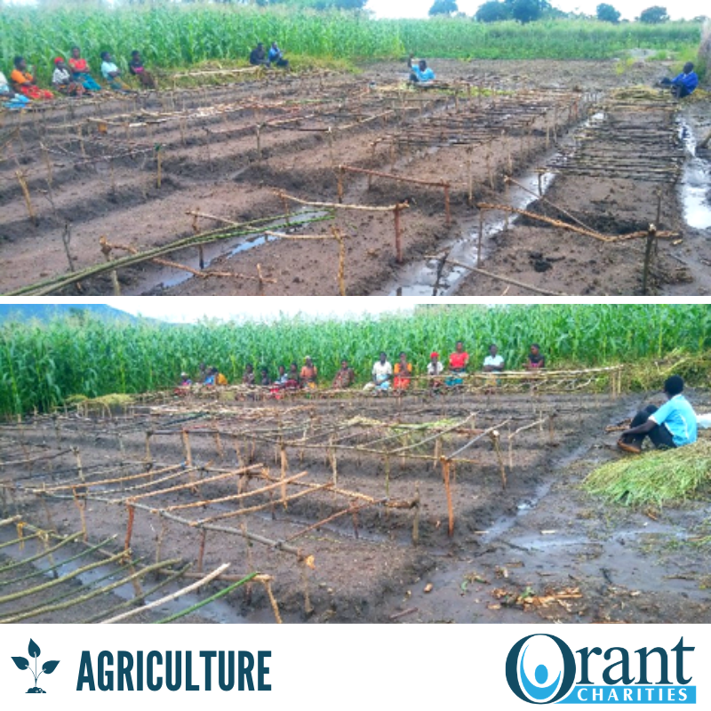 OrantCharities's tweet photo. Timvane irrigation club has started the year with #tomato farming. ๐
๐พ๐
#Agriculture #Farming #Tomato #TomatoFarming #IrrigationClub #Farmers #FarmersLife #Crop #GrowingCrops #Teaching #Africa #Malawi #OrantCharities https://t.co/EEsrD8yJlc