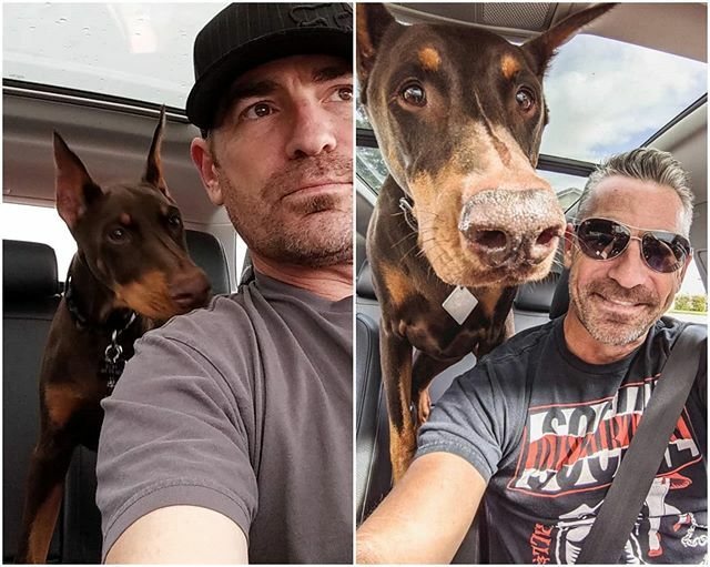 rubydooby_do's tweet photo. #transformationtuesday.. My ride or die from day one 😁
.
#myrubes #copilot #alwaysbymyside #thatfacethough #rubydooby_do #alldoberman #doberman #dudeswithdogs #dobermann #dobiesofinstagram #dobielove  #topdogphoto #daddyofdogs #dobermanInstagram #dog… https://t.co/FRV9EIt6UV https://t.co/WDzO9p20la