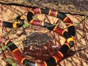 CourteousDogs's tweet image. Snake Avoidance Training courteouscanine.com/snake-avoidanc…