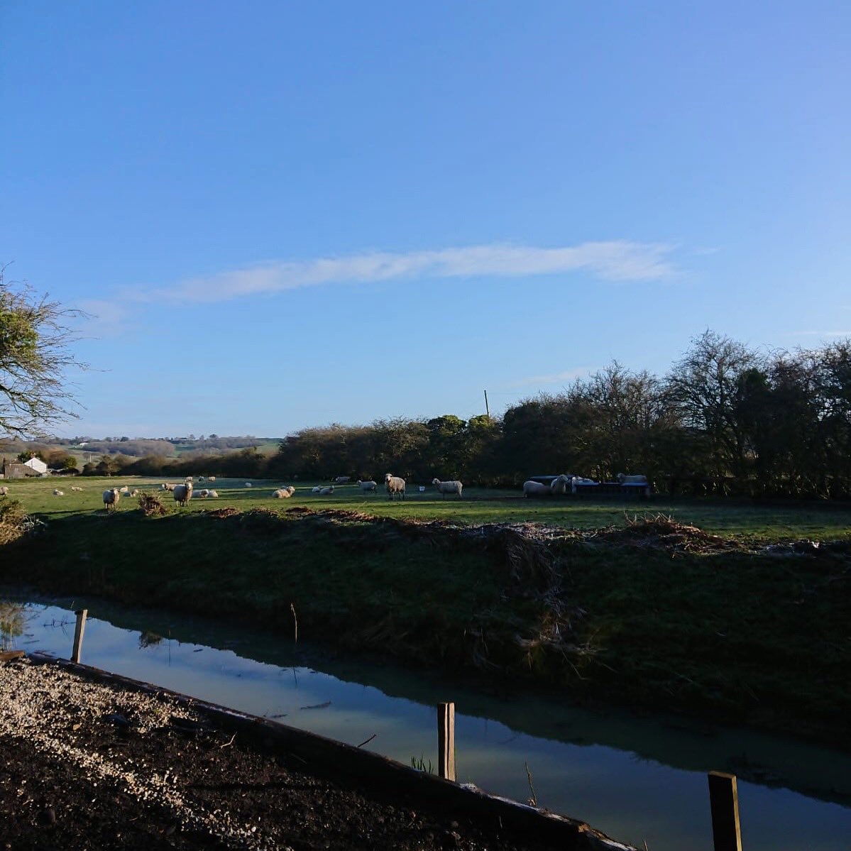 Romney Marsh Wools tweet media