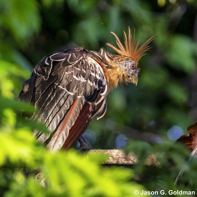 GoScifari's tweet photo. The hoatzin a.k.a stinkbird a.k.a punk chicken is the only bird that primarily eats leaves. It's got a multi chambered stomach to break down the cellulose, making it basically a bird-shaped cow. #aotrips #Scifari #wildlife #tambopata (📷: @jgold85) https://t.co/anm0PaJ0BF