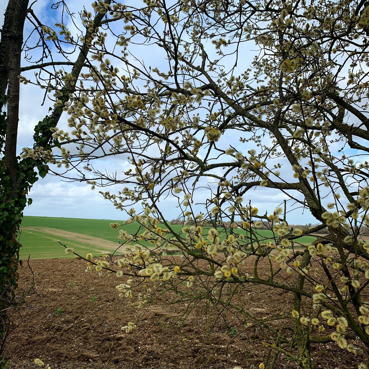 Solley's Ice Cream Parlour & The Pub at Solley’s tweet media