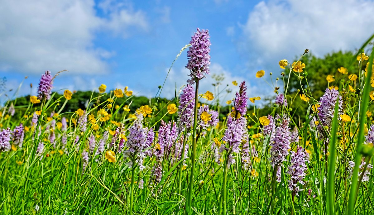 Love_plants's tweet photo. One in five British wild flowers is under threat. 
A staggering 97% of British wildflower meadows have been eradicated since WWII. 
This #WorldWildlifeDay please sign &amp; share this petition to show you care: https://t.co/NGRT4m7KEY https://t.co/9Qg3f0s9Xq