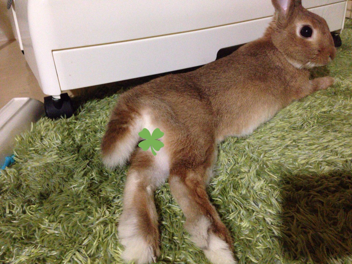 ノッポさん𓃹 超ビビりのちび もちろんブラッシング大嫌い 毎回換毛期は大変 今回 新しいシリコンブラシ を使ったら嫌がる事なくブラッシングさせてくれるように 気持ち良いのか 歯をカチカチ鳴らしてます これで換毛期を乗り越えられる