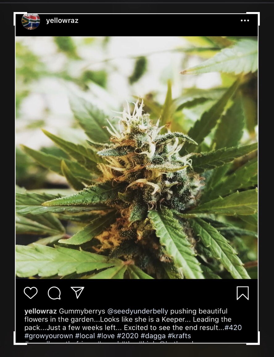 WitnessIAm2's tweet photo. Nice!! #cannabis #cannabisgrowers #marijuana #marijuanagrowers #cannabiscommunity #dagga #dank #420 #InstaYourGram #weedporn #thc #maryjane #420photography #instaweed #weedporn #cbd #weedstagram #cannabisculture #cannabisphotographer #cannabisphotography #weedphotography #budporn https://t.co/DB5aM02HAs