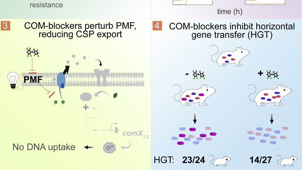 Introducing COM-blockers: <a href="/JWVeening/">Jan-Willem Veening</a> &amp;Co identify compounds preventing competence &amp; #horizontalgenetransfer in #Streptococcus pneumoniae. COM-blockers perturb proton motive force, thus reducing export of #quorumsensing peptide that activates competence. cell.com/cell-hot-micro…