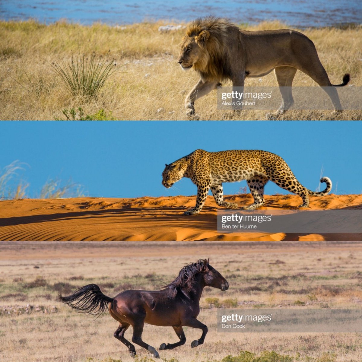 CyrilMaccioni's tweet photo. Pour mon prochain projet qui est une commande privée, j'aurai pour tâche de sculpter ces 3 animaux qui sont respectivement les symboles de 3 sociétés d'un même groupe, mais je ne vous en dis pas plus pour l'instant...🤫🤐
#order #newproject #sculpture #animals #privateorder https://t.co/4LkECXpNux