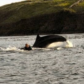 KILTEDSHARK's tweet photo. @RTE2fm  In 1995 I came to Dingle from Scotland for a 5 day holiday to swim with Fungie the famous Dingle Dolphin .   25 years later I'm still here .  The ex wife is still waiting for her loaf and bottle of milk  :) :) https://t.co/61LqrSuiqi