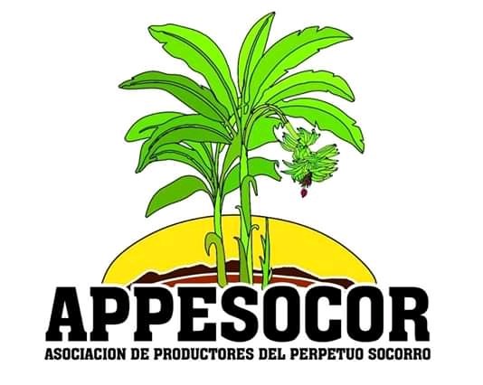 asoagrocord's tweet photo. #PRIMERO les presentamos, ala Asociación de productores del perpetuo socorro   #APPESOCOR, con una base social de 42 Microempresarios campesinos  con un área cultivada en #PLATANOARTONCOMUN de 90 hectareas. Con vida juridica desde marzo del 2017. https://t.co/Rou0OTKG8s