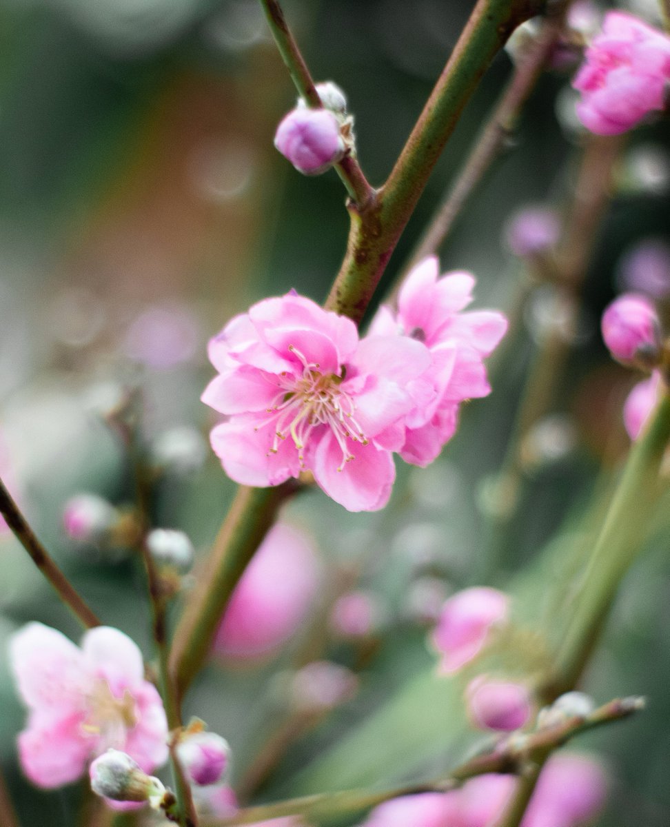 SoCalFlowerMrkt's tweet photo. Spring is about to blossom! Make sure to stop by the market and see all of the new flowers available!🌸🌸🌸 https://t.co/jdeMISTTtJ