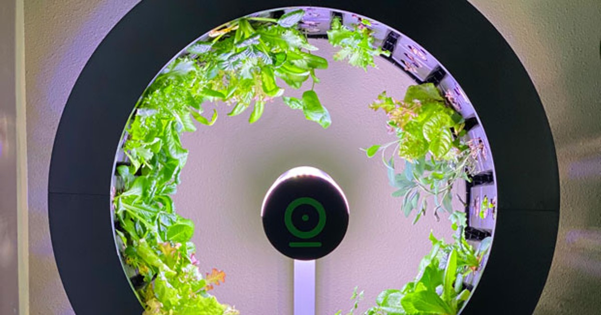 sourceweekly's tweet image. CHOW—Never mind farm to table; this is dining room to table gardening. Food writer Lisa Sipe reviews the O Garden, a striking way to grow veggies inside. bit.ly/383t4xM