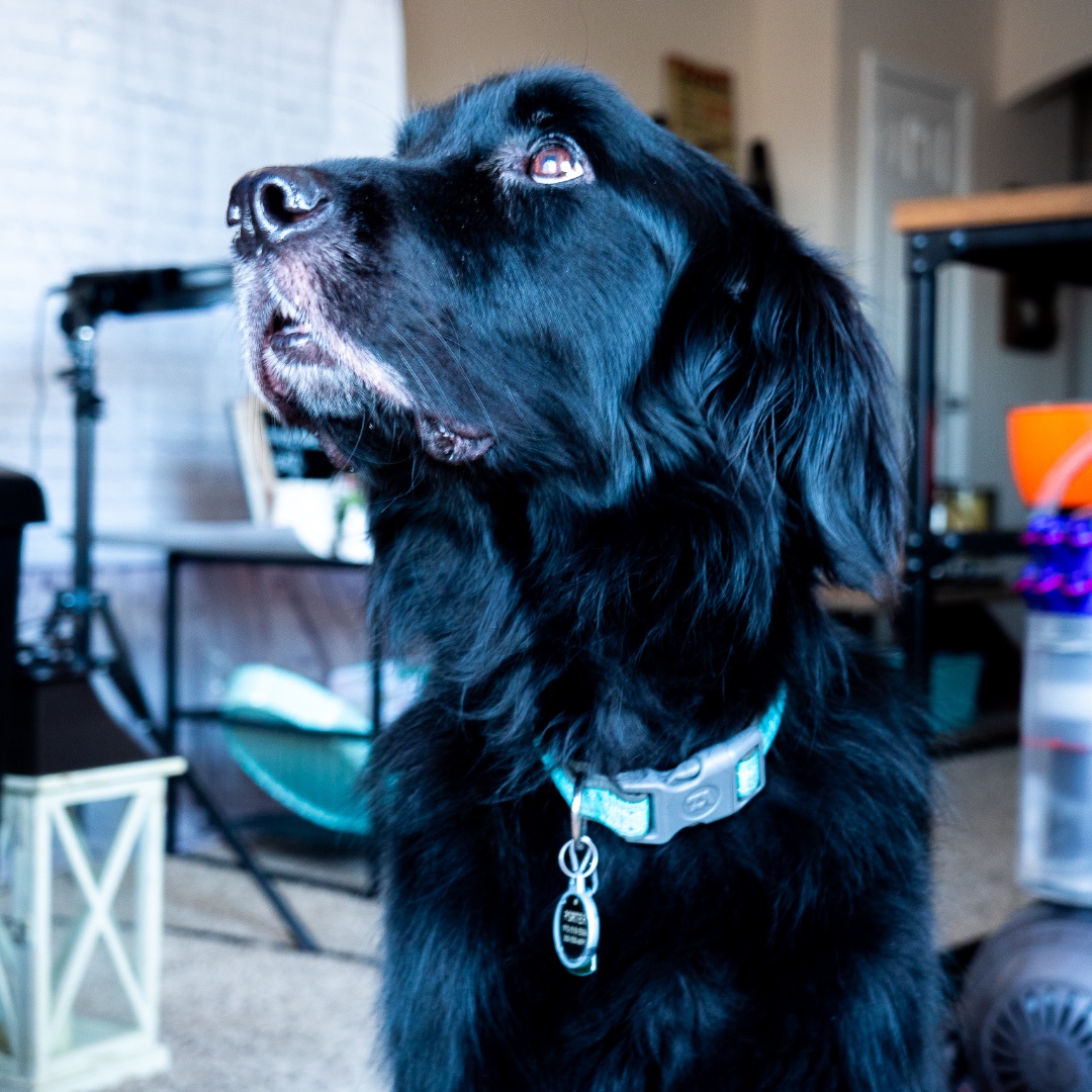 norabbydesign's tweet photo. When you photograph food for a living, there is always a dog who is begging. Find a partner who looks at you the way Porter looks at a treat. #dogsofinsta #dogsofinstagram #puppy #precious #begging #love #soulmate #photography #photographer #photostudio #typicalday #blessed https://t.co/h7NKRniFyi