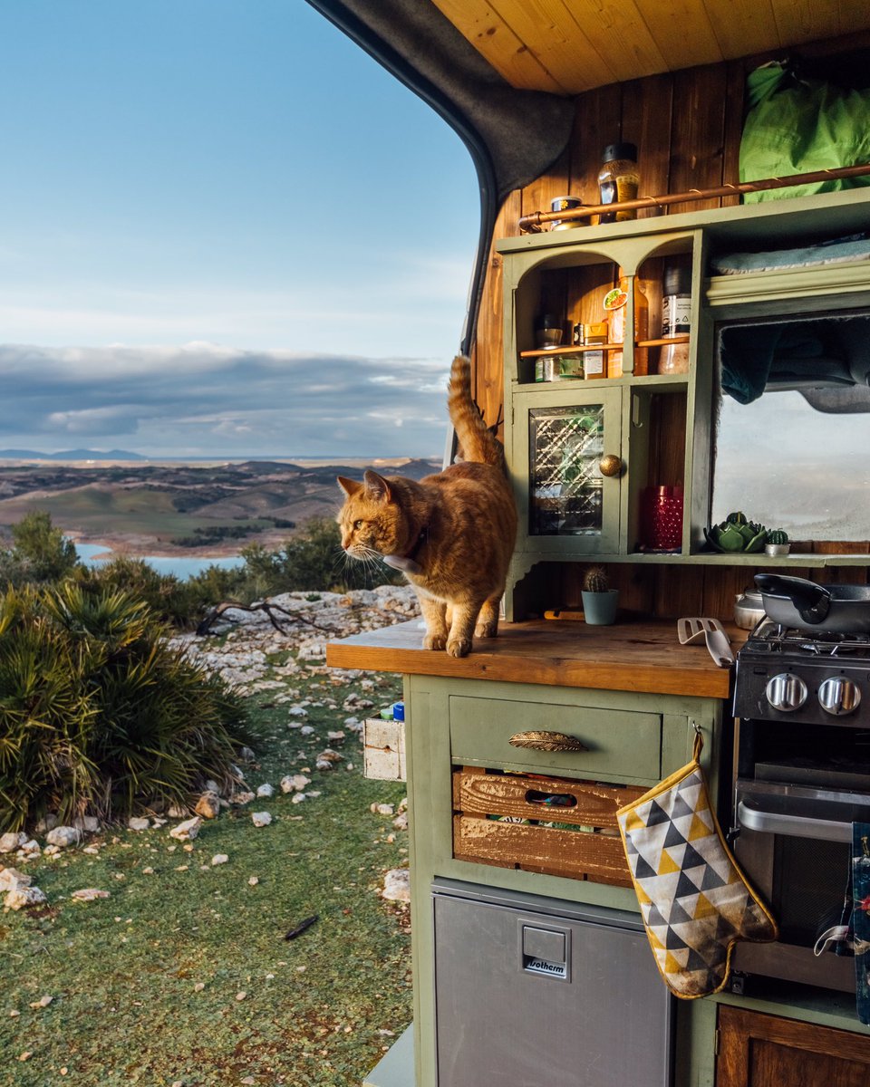van life cat