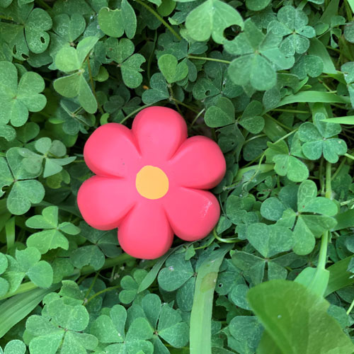 NEW Moxi Brake Petals toe stops available now! 💐 bit.ly/BrakePetals

#bruisedboutique #moxirollerskates #moxiskates #rollerskates #rollerskating #parkskates #flower