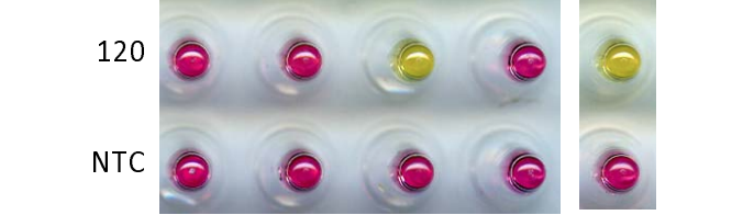 <a href="/NEBiolabs/">New England Biolabs</a> scientists collaborated with scientists at the Wuhan Institute of Virology to develop a colorimetric loop-mediated isothermal amplification assay for rapid detection of COVID-19. #coronavirus
medrxiv.org/content/10.110…