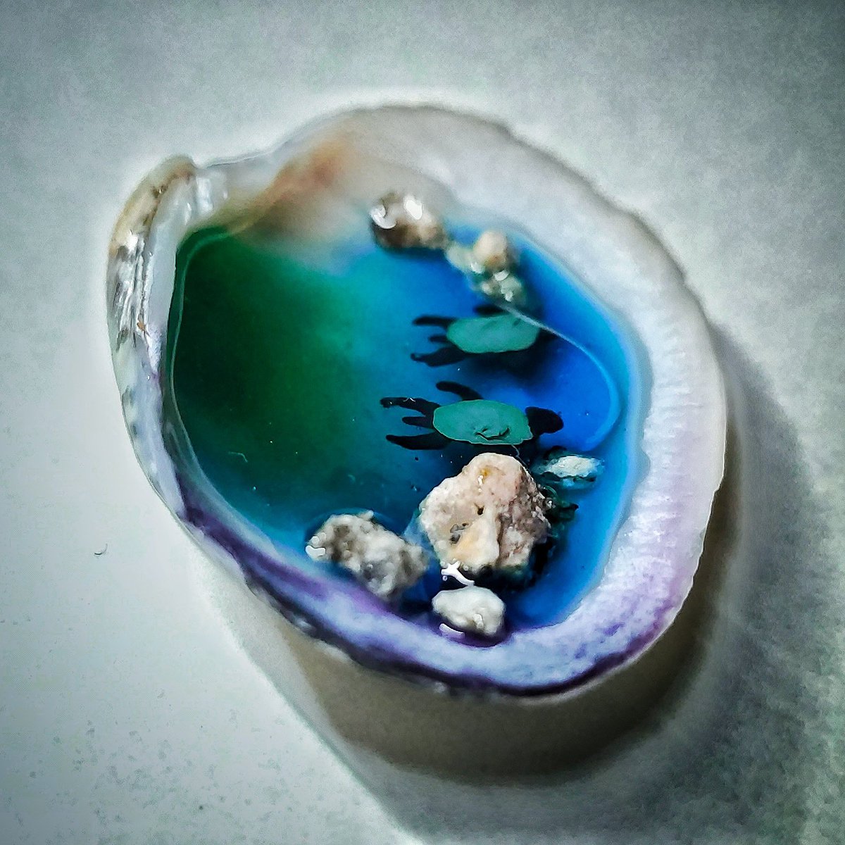 🌊🐢🐚Haciendo un micro-paisaje en una concha de la playa 😁
~•~•~•~•~•~•~•~•~•~•~•~•~•~•~•~•~•~•~•~•~•~•
Sígueme si quieres ver más cosas como ésta 😁
#seashell #seashells #resinart #resinauv #resinjewelry #shell #concha #resin #resina #uvart #uv #uvresin