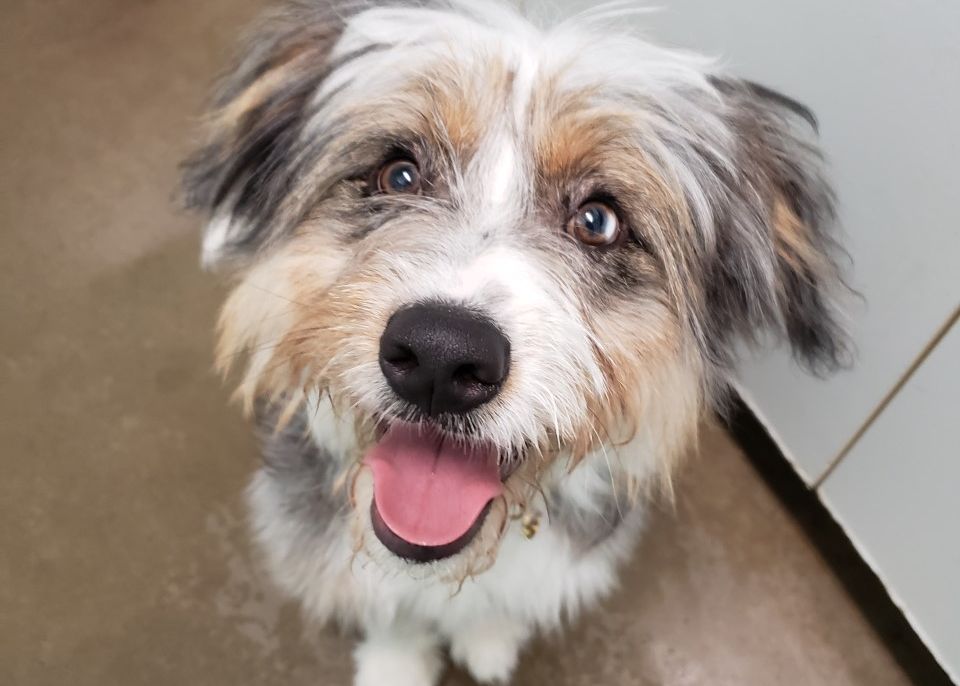 BC_SPCA's tweet photo. Meet this all around a great guy, Onix! We’re told he’s is a mix of Aussie Shepherd, Shih Tzu & Corgi mix! He's great with people & other dogs (a bit timid at first but warms up very quickly and LOVES to play!).
🐾Onix: https://t.co/Ss0N0EJKSh
🏠Branch: #ComoxValleyBC #BCSPCA https://t.co/CSt3vaNs7U
