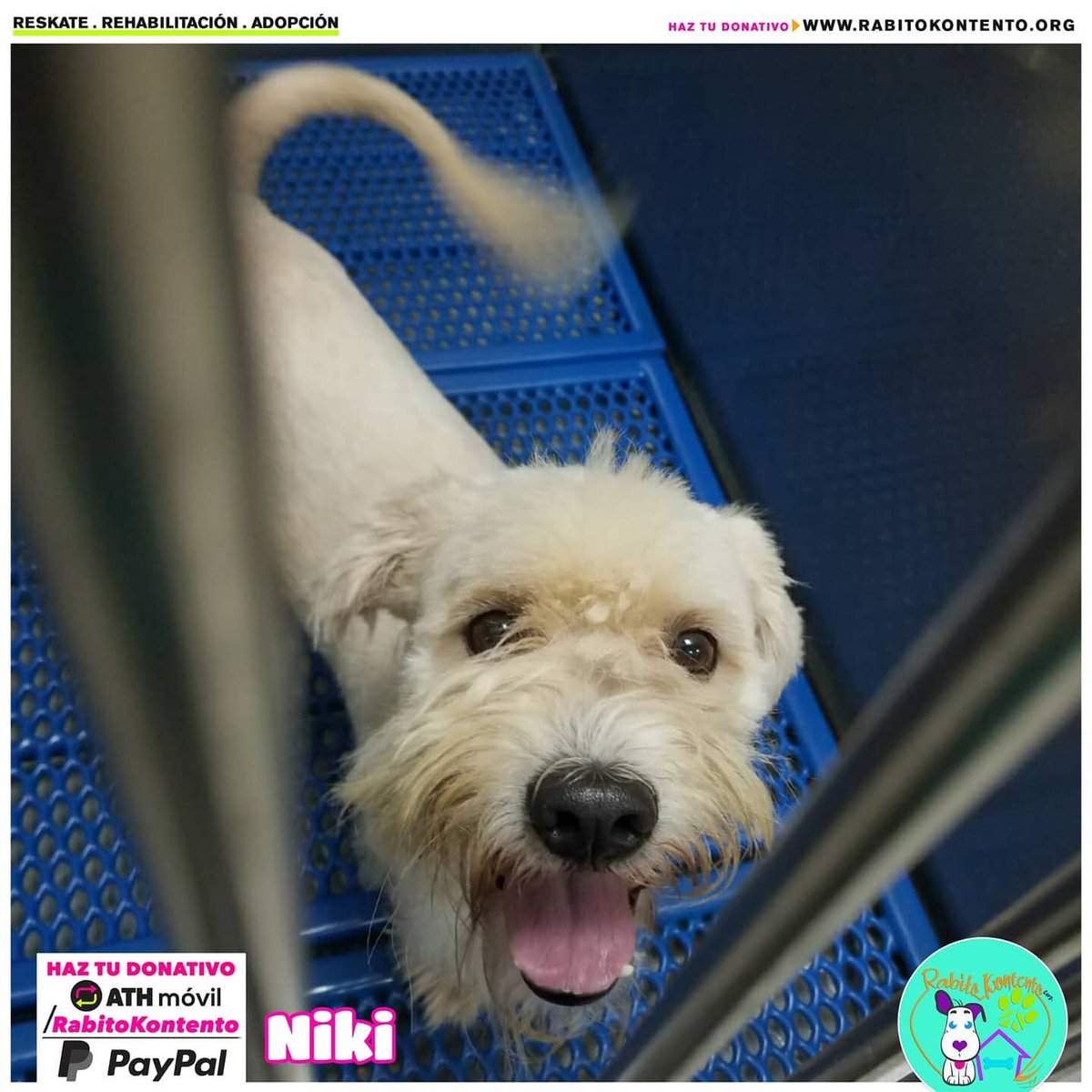 rabitokontento's tweet photo. Milagrito concedido!Gracias a Dios y todo el equipo veterinario Niki está libre de leptospitosis!!
Aún le queda unos días más hospitalizado pero ya su vida está fuera de peligro 
Amigos, al momento tenemos sobre 25 casos, la mayoría hospitalizados. 
https://t.co/P8vZ52Q0RX https://t.co/HwWMGZCBJ8