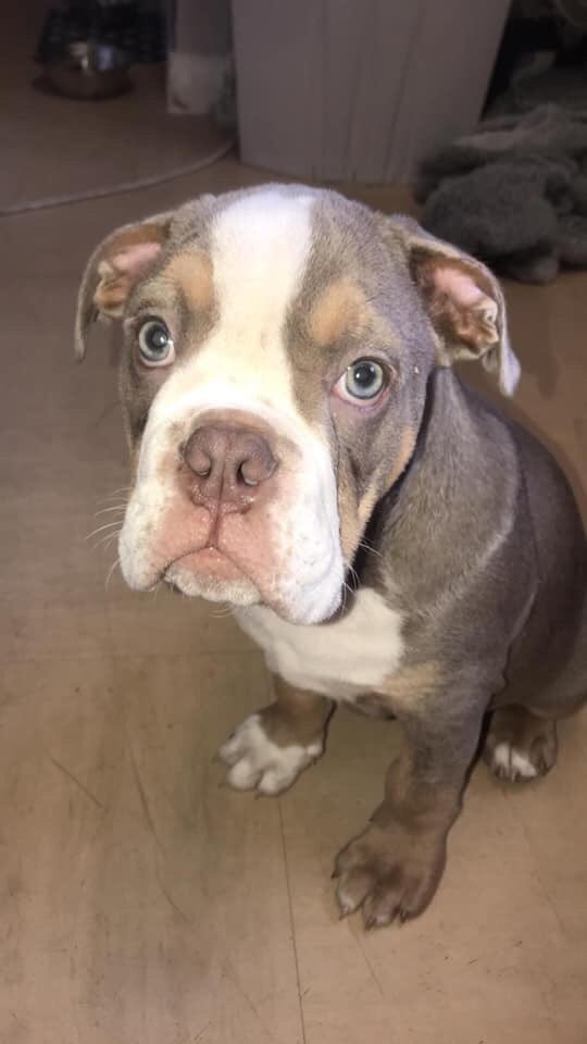 rosiedoc666's tweet photo. STOLEN BY TWO YOUNG MEN IN THEIR 20s AT KNIFE POINT 
WHAT SORT OF WORLD DO WE LIVE IN 🤬
SPOT #Stolen #Bulldog PUPPY 
St Paul’s Cray, #Orpington #LONDON #BR5 
WHITE #Mercedes  CLA SPORT 
REG NO ❗️LR18 UGP❗️
Last seen #CanningTown / #Stratford areas 
THEY NEED CATCHING - poor pup https://t.co/JpJteK67IT