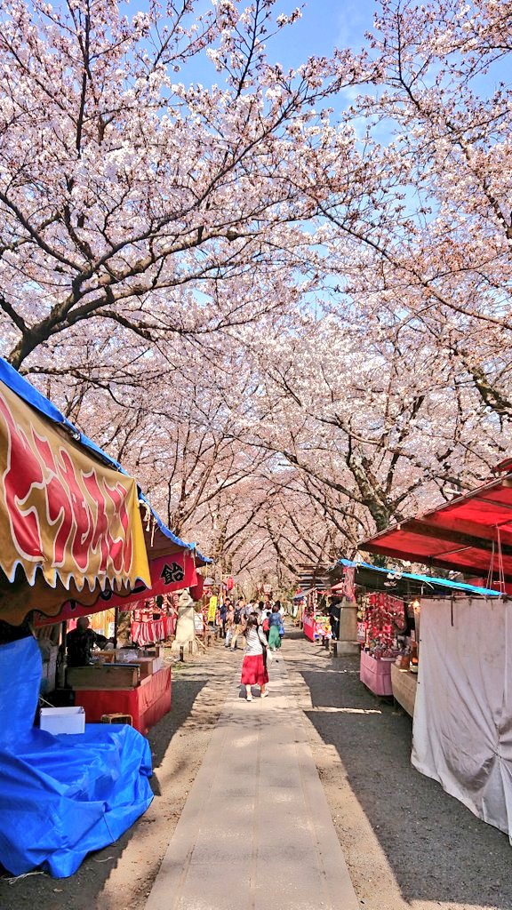 TOHI_hae's tweet photo. 花見も自粛ムードと聞いてキレそうなので、それはさておき昔撮った平野神社の桜をご覧ください。 https://t.co/YwEDHXfc6c