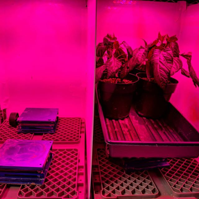 Dan Dzejak tweet media