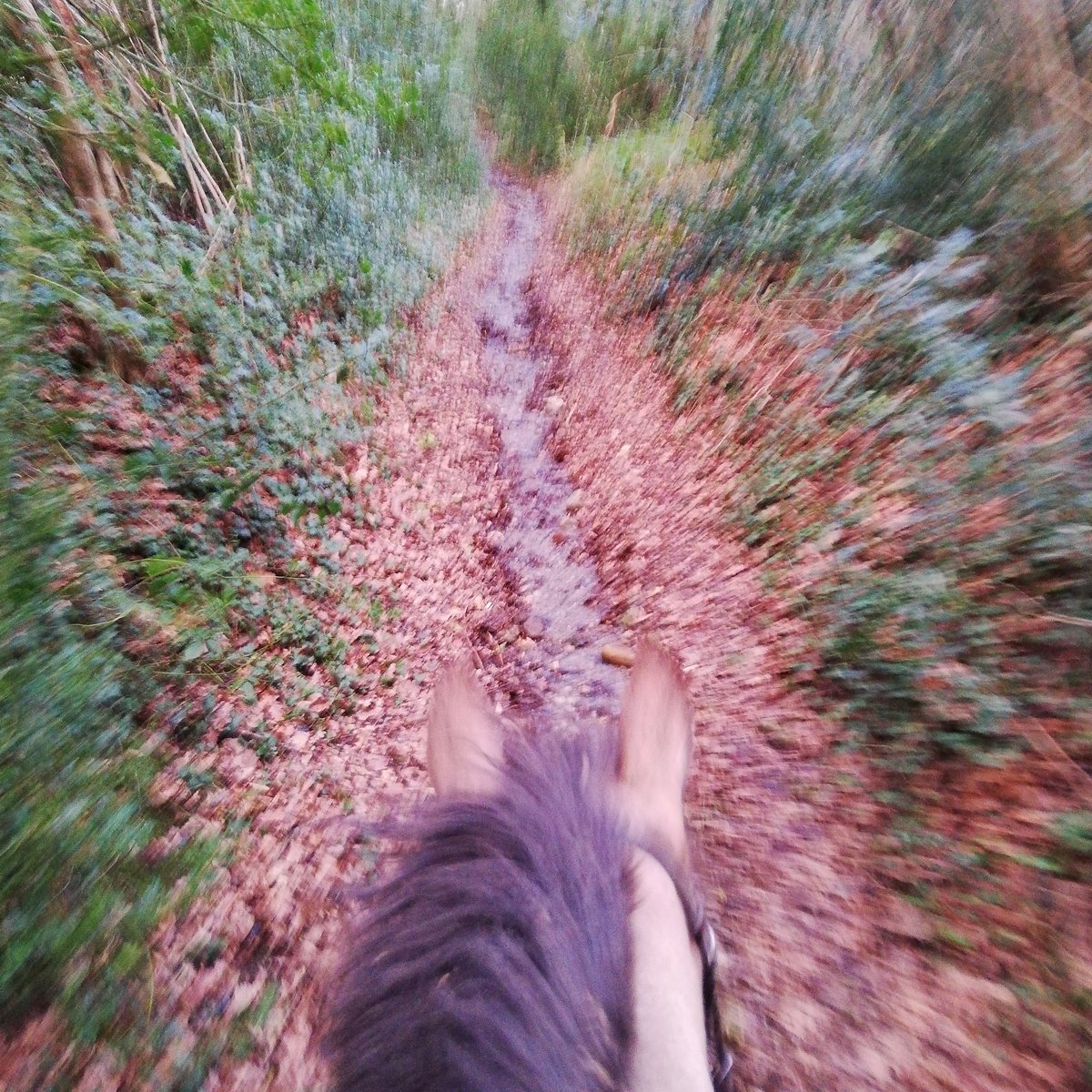 Pocket_Rocket_E's tweet photo. First post-work hack of 2020! #SpringIsComing #happyhacking #horses #ponyhour #peakdistrict #horseriding https://t.co/brj0J9gEhI