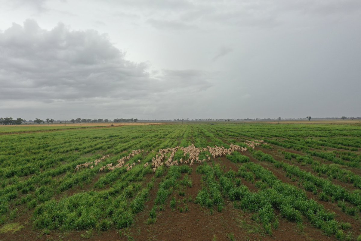 Trent Thorne tweet media