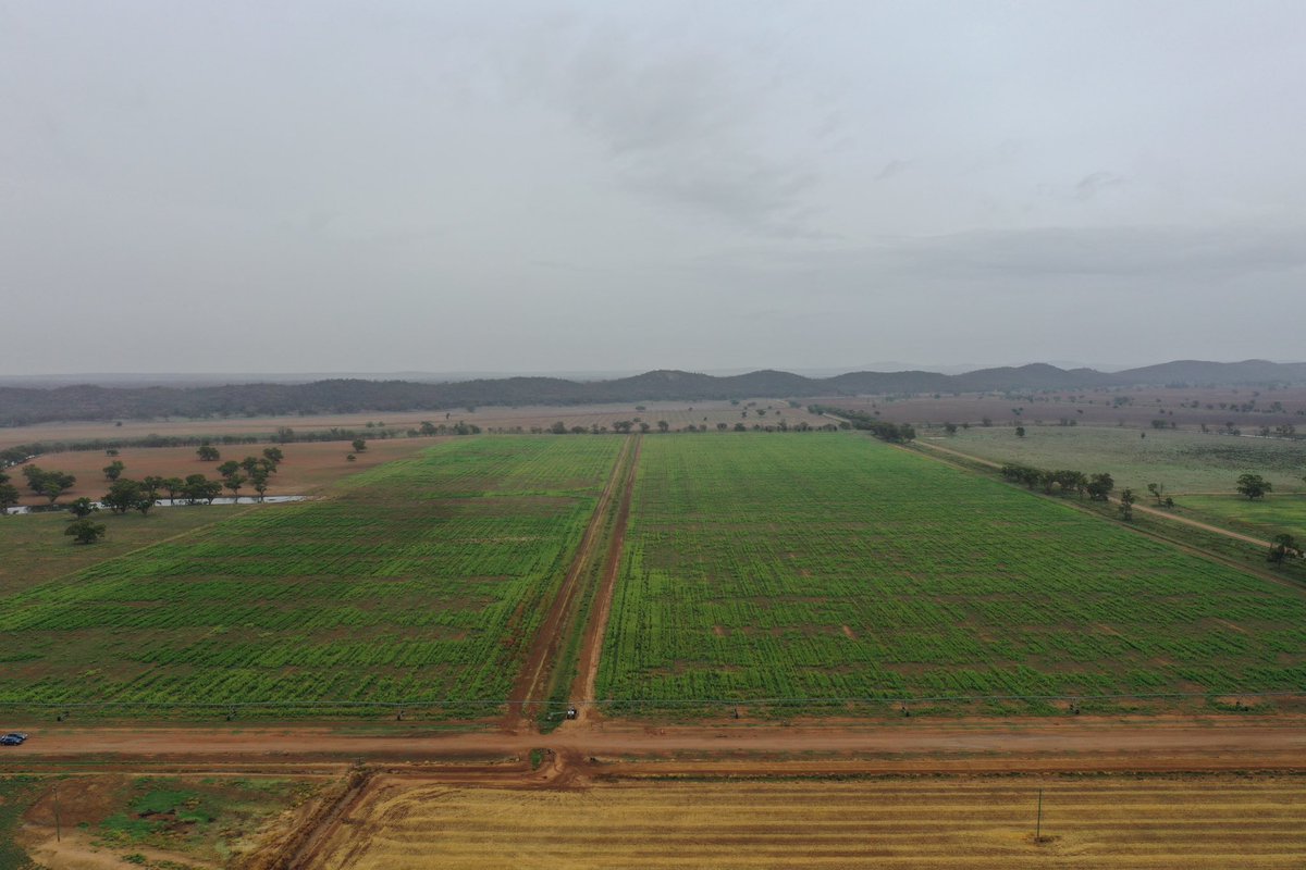 Trent Thorne tweet media