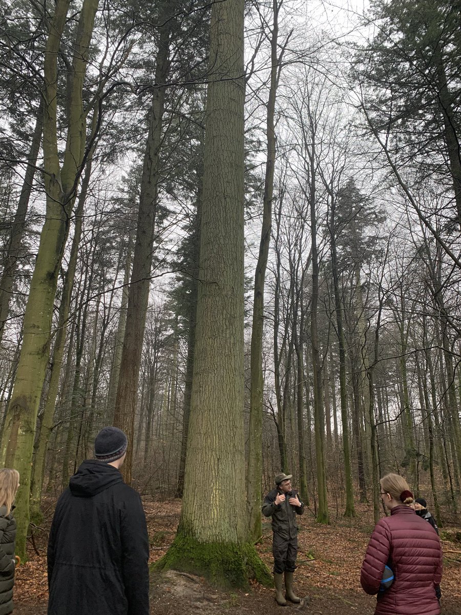 TinaKristensen3's tweet photo. Learned a lot about #FSC certified forestry and #biodiversity today - most inspiring guided tour in the forests😊 Next stop the production of FSC certified acoustic panels - from forest to ceiling😉 With @FSCDanmark, Pluskontoret and Transform Architects #troldtekt #goodacoustics https://t.co/5nHEm11Hkr