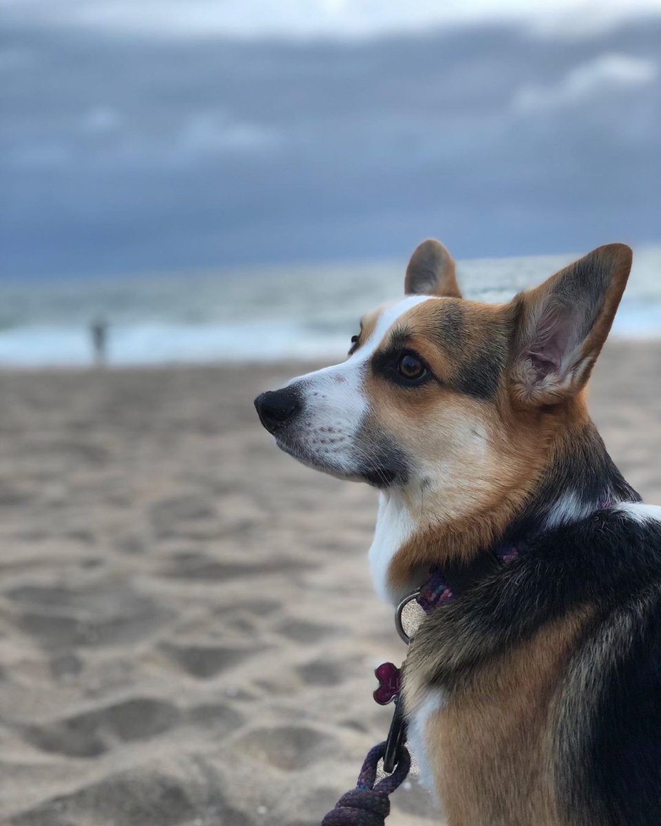 corgilovers3's tweet photo. Contemplating how much sand I can eat 🤔
#corgilover #corgibutt #corgioftheday #corgilife Yelich Bouye Only Fans https://t.co/BM5SHleZTM