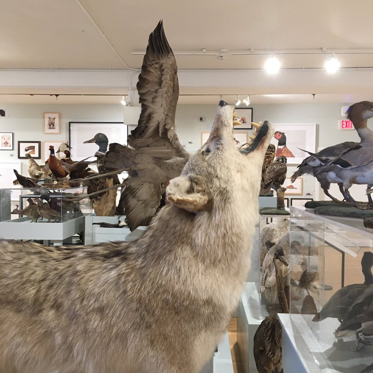 Kamloops Museum and Archives tweet media