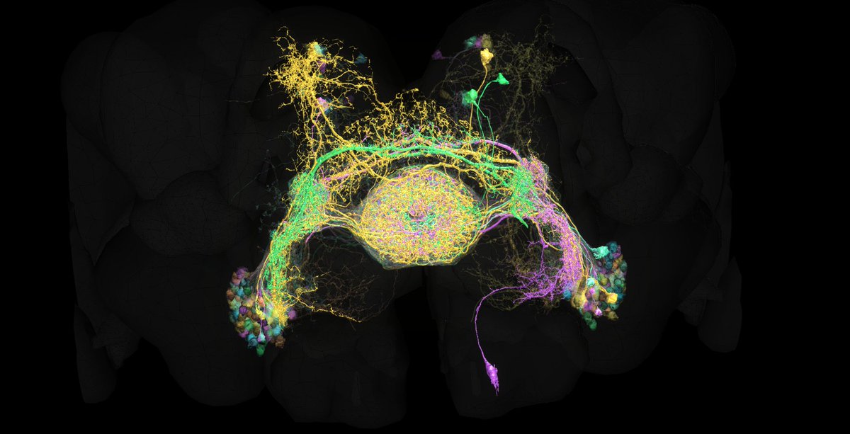 FlyBrainObs's tweet photo. Visualizing ring neurons in the #hemibrain dataset with #NeuroNLP in-browser and in real time (and with simulated left hemisphere). Part of the central complex, understanding the function of this torus-like structure is of great research interest! #brain #Drosophila #sciart #ffbo https://t.co/OZhhObh0W4