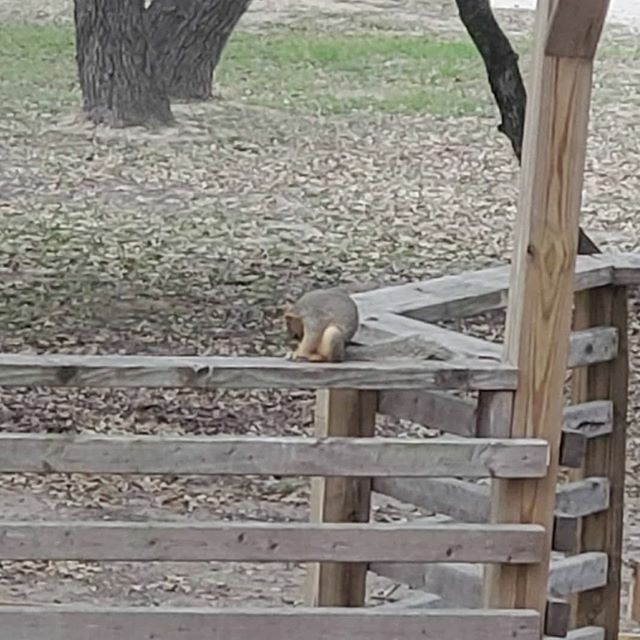 libramattern's tweet photo. We live in a rural area with heritage oaks, lots of space and squirrels.  Simple pleasures, but pleasures nonetheless. https://t.co/YlcLgxgnC4 https://t.co/TeD5xxI2r1
