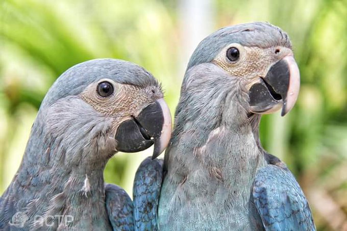 Duas ararinhas azuis, uma do lado da outra.