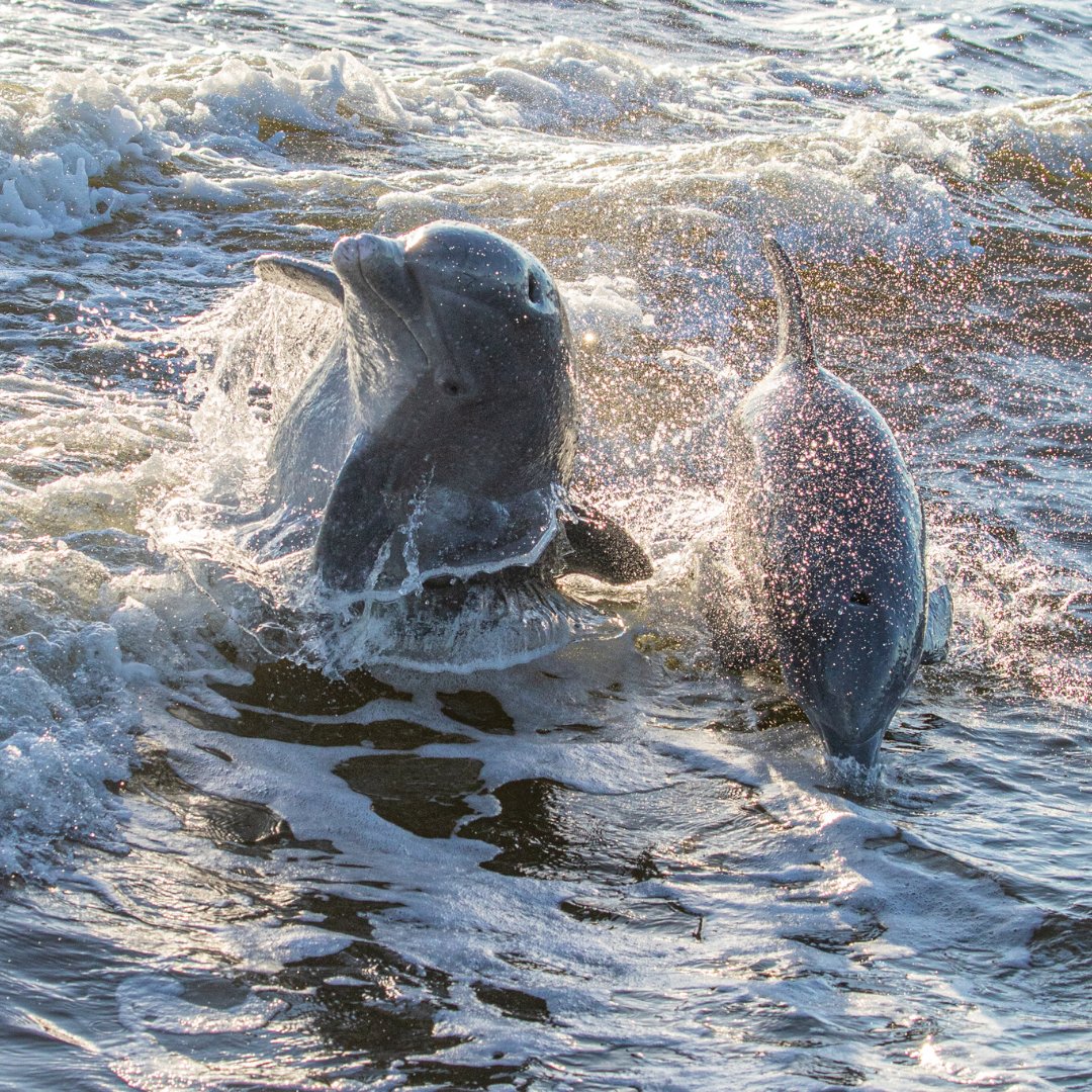 Spending time outdoors gives us the opportunity to see nature at its finest, including its wildlife. Happy #WorldWildlifeDay! We are all connected, so make sure to leave nature as you see it! 

Photo from Everglades Florida Adventures - <a href="/EvergldAdvnture/">Everglades Florida Adventures</a>
